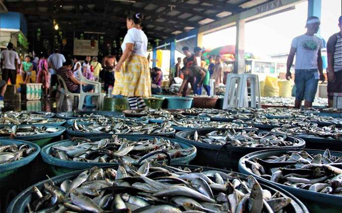 small-business-ideas-in-bihar-with-low-investment-fish-supply